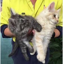 Join millions of people using oodle to find cats and kittens for adoption and sale. Kittens For Purchase Oberon Council