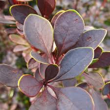 Image result for Berula thunbergii