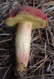 Image result for Boletus projectelloides