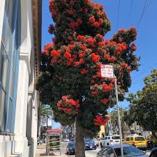 Check spelling or type a new query. Red Flowering Gums In Bloom San Francisco Trees