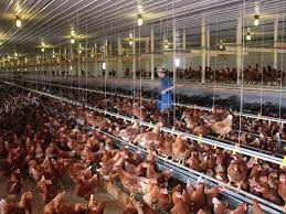 I even saw an advertisement for mayo saying they now use cage free eggs (try making your own mayo, so yummy). What The Rise Of Cage Free Eggs Means For Chickens The Salt Npr