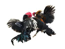 39 fighting rooster paintings ranked in order of popularity and relevancy. 7 529 Best Fighting Roosters Images Stock Photos Vectors Adobe Stock