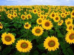 Bunga tumbuhan ini sangat khas: Makna Filosofi Bunga Matahari Dan Manfaatnya
