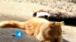 You know we love looking at the hottest dog and cat names, and now we're sharing the most popular persian cat breed names! How To Pick Cat Names Youtube