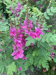 Image result for Indigofera cryptantha