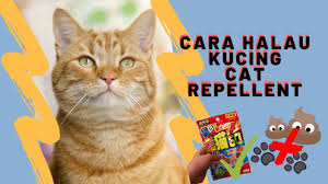 Cara halau kucing berak merata. Diy Cara Halau Kucing Depan Rumah Dengan Cat Repellent Avoid Poop Youtube