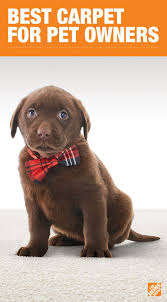 You Can Enjoy Your Pets And Be Stress Free With Lifeproof Carpet With Petproof Technology The Any Pet Any Stain Warranty And An Assor Pets Pet Owners Animals
