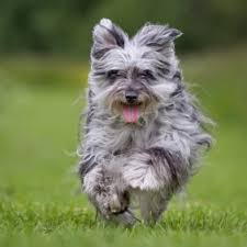 Berger des pyr?n?es face rase prix. Berger Des Pyrenees Information Photos Caracteristiques Et Faits Racedechien Info