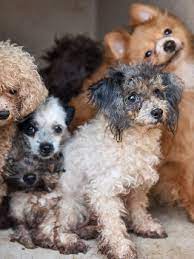 Dog breeders from all over florida use puppyfind to successfully find new, loving homes for their precious puppies. Dogs Rescued From Palm Beach Gardens Home Now Healthy Enough For Surgery At Peggy Adams Animal Rescue League Countdown 2 Zero