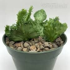 Image result for Euphorbia unicornis