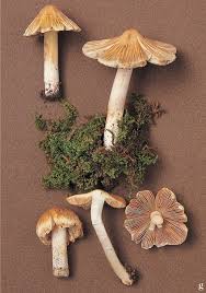 Image result for Inocybe hystrix