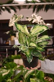 Image result for beautiful dieffenbachia