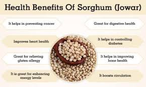 Sorghum Jowar Benefits And Its Side Effects Lybrate