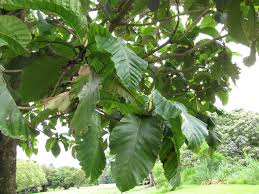 Image result for Artocarpus