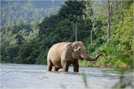 Indonesia S Rainforests Biodiversity And Endangered Species Rainforest Action Network