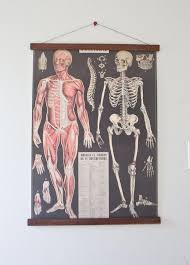 bone and muscles poster chart with wood hanger frame