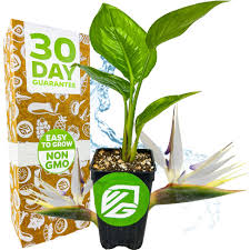 Image result for Strelitzia alba