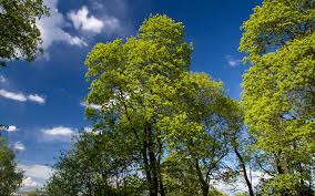 If you need tree removal service sunshine coast? Sunshine Tree Service Posts Facebook