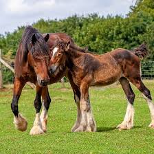 Shire Horse Mare And Foal Shire Horse Horses Foals