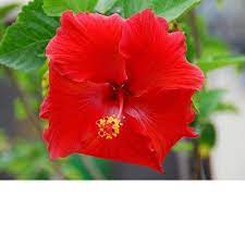 Red Hibiscus Root Hawaiian 2 Pack D300 Walmart Com Hibiscus Plant Hardy Hibiscus Flower Seeds