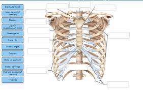 Medical human chest skeletal bone structure model. Solved Label The Bones And Bone Features Bone Markings Chegg Com