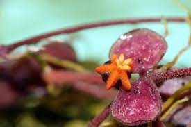 Pin On Hoya Plants