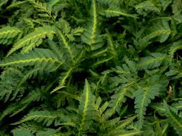 Spreads gently by creeping rhizomes to form a clump. Arachniodes Simplicior Variegata East Indian Holly Fern 1 Gallon Perennial Perennials For Cut Flowers Foliage Gardener Direct