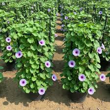Image result for Ipomoea pes-caprae