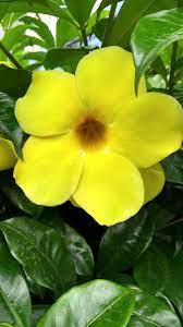 Agricultura urbana desde los hogares, más de 20. Vivero Siempre Verde On Twitter Copa De Oro O Flor De Mantequilla Allamanda Cathartica Originaria Del Brasil Feliz Martes