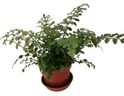 Image result for sleziník Asplenium
