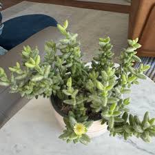 Image result for Delosperma tradescantioides