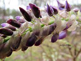 Peeking At Spring Rose Buds Flower Bud Wisteria