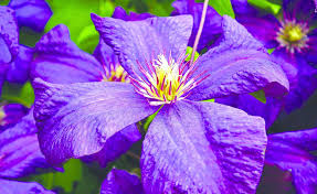 Loved for their long lasting presence and rich colours, is it any wonder that the key to knowing when to prune your clematis is knowing when your plant blooms. Now S The Time To Prune Your Group 3 Clematis