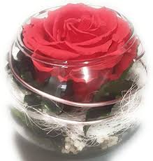 Rosen Te Amo Ewige Premium 7 5 Cm Durchmesser In Der Kugel Vase Aus Echte Blume 3 Jahre Wasser Haltbare Stabilisierte Haltbare Rosen Pinke Rosen Echte Blumen