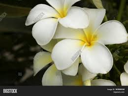 My tears turned to rivers that fed the seeds of the yellow centred white leaves. Plumeria White Flower With Yellow Center Novocom Top