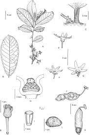 Image result for Polyceratocarpus gossweileri