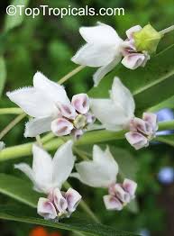 Image result for Gomphocarpus physocarpus
