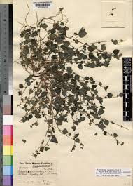 Image result for Didymodoxa