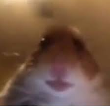 Imagen De Hamster Meme Busqueda De Google Imagenes Divertidas De Animales Memes De Animales Tiernos Fotos Divertidas De Animales