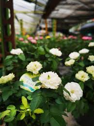 We did not find results for: Mini Roses Green Ice Bedok Garden Landscape Pte Ltd Facebook