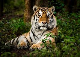 We think tiger is the possible answer on this clue. 5 National Animals From Countries Around The Globe Trip Trivia