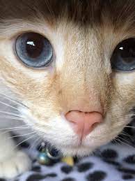 Little Boy Blue Eyes By Owl Yote What You Think About Baby Animals Beautiful Cats Pretty Cats