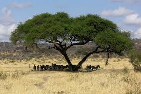 Image result for Acacia tortilis