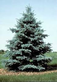 Tree Farm Colorado Evergreen Trees Part 3 Tree Seedlings Memory Tree Tree Farms
