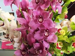 Bayberry, beach plum, eastern red cedar. Long Beach Florist Inc Home Facebook