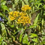 Image result for Psiadia punctulata