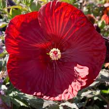 Image result for Hibiscus platycalyx