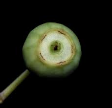 Image result for Helinus integrifolius