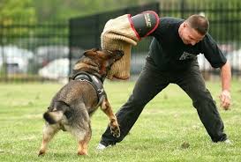 The majority of german shepherd puppies born, the first pup will be a male (typical male always impatient). When Your German Shepherd Puppy Is Biting And Nipping Try This Shepped Com