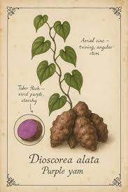 Image result for Dioscorea alata